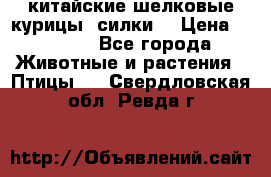 китайские шелковые курицы (силки) › Цена ­ 2 500 - Все города Животные и растения » Птицы   . Свердловская обл.,Ревда г.